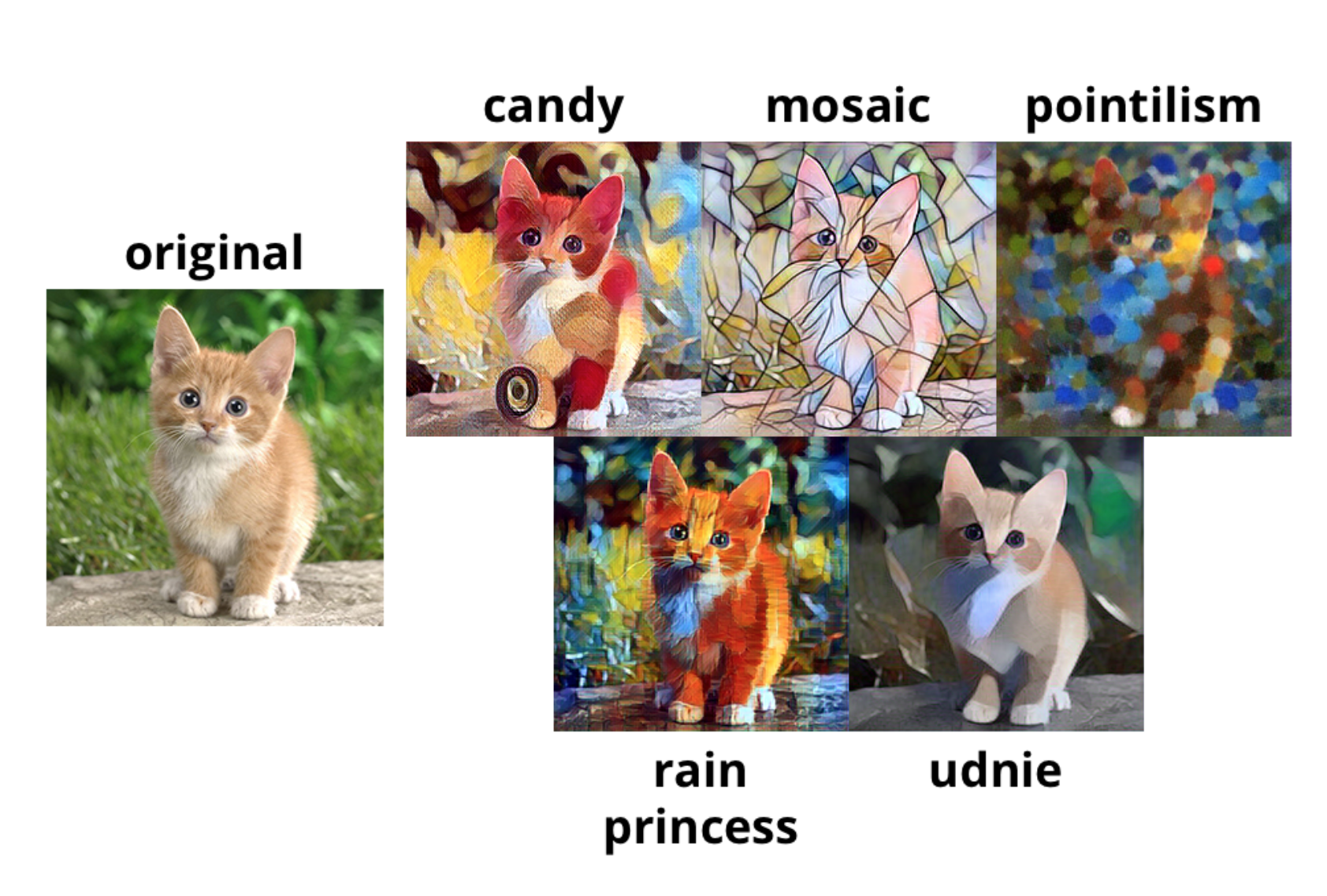 cat.png
